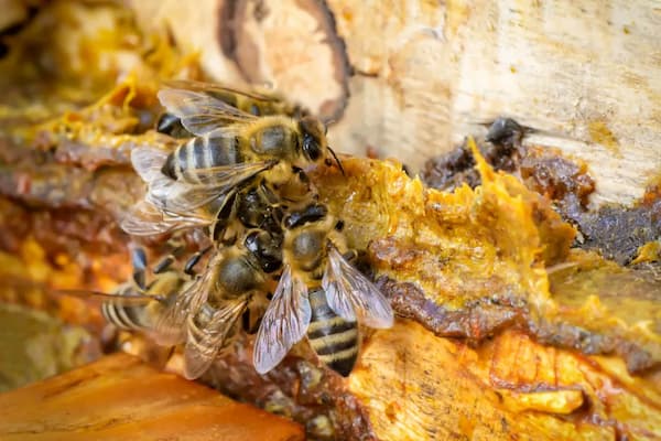 Propolis des abeilles dans la ruche